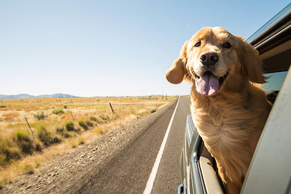 How To Pet Proof Your Car